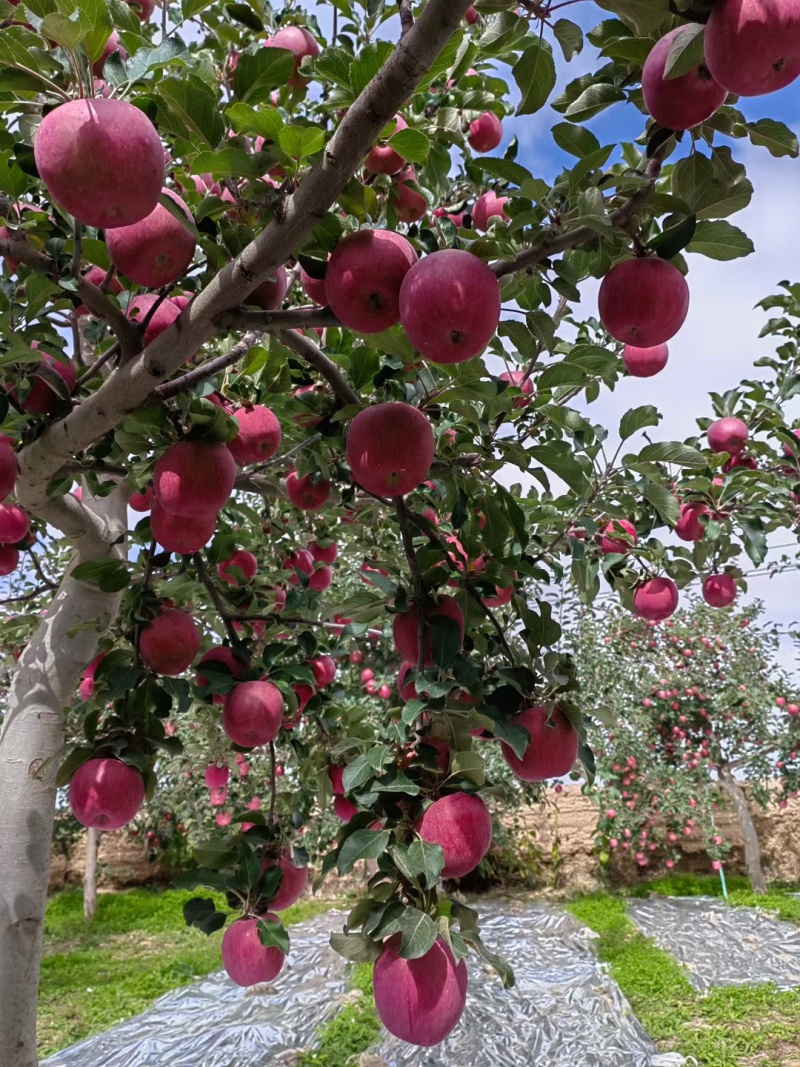 光果红富士苹果