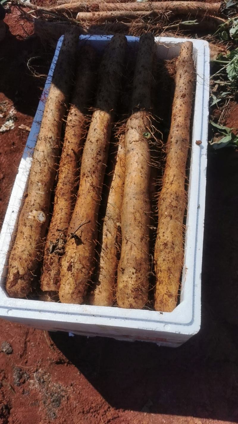 白鬼山药，桂林特产淮山药，货源充足，包质量
