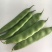 油豆云南油豆角一点红九月青大量供应基地直发欢迎咨询
