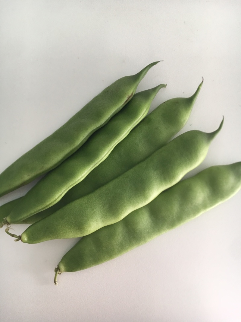 油豆云南油豆角一点红九月青大量供应基地直发欢迎咨询