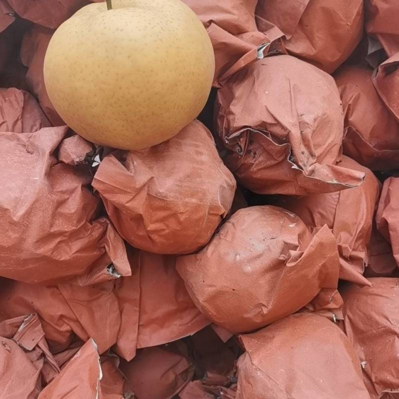 梨