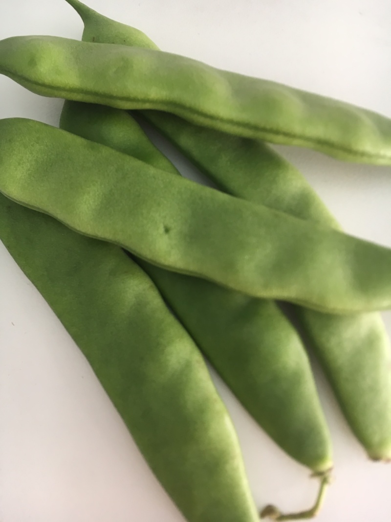 油豆角云南油豆一点红九月青大量上市基地直供一件代发