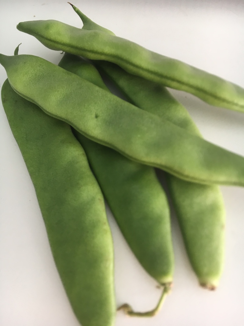 油豆角云南油豆一点红九月青大量上市基地直供一件代发