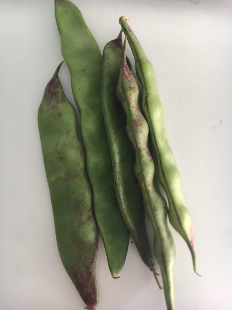 油豆角云南油豆一点红九月青大量上市基地直供一件代发