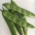 油豆角云南油豆一点红九月青大量上市基地直供一件代发