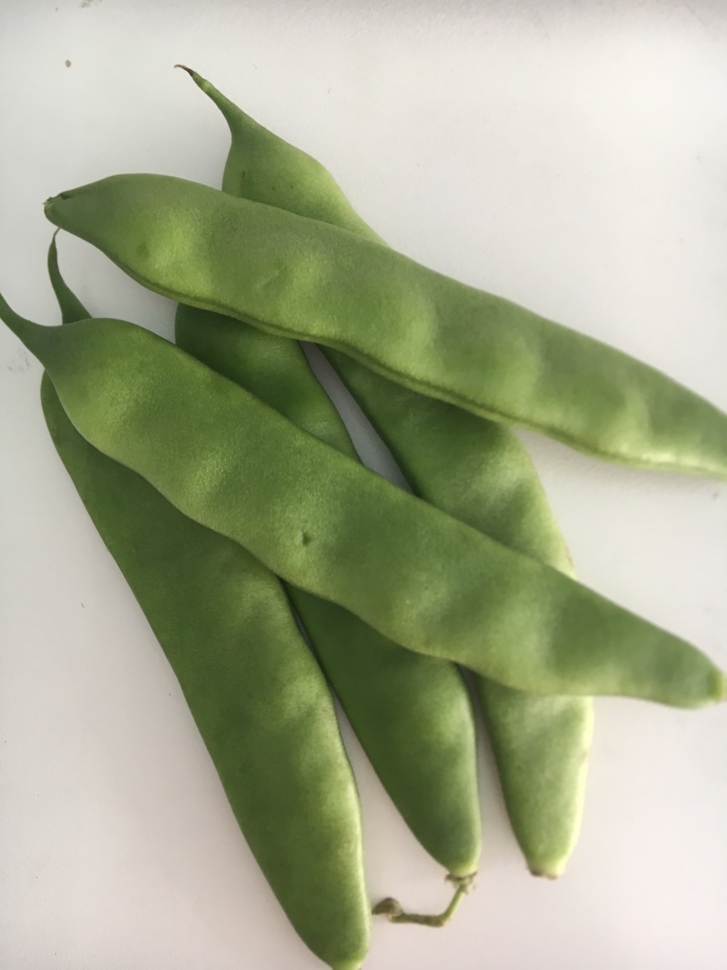 油豆角云南油豆一点红九月青大量上市基地直供一件代发