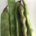 油豆角云南油豆一点红九月青大量上市基地直供一件代发