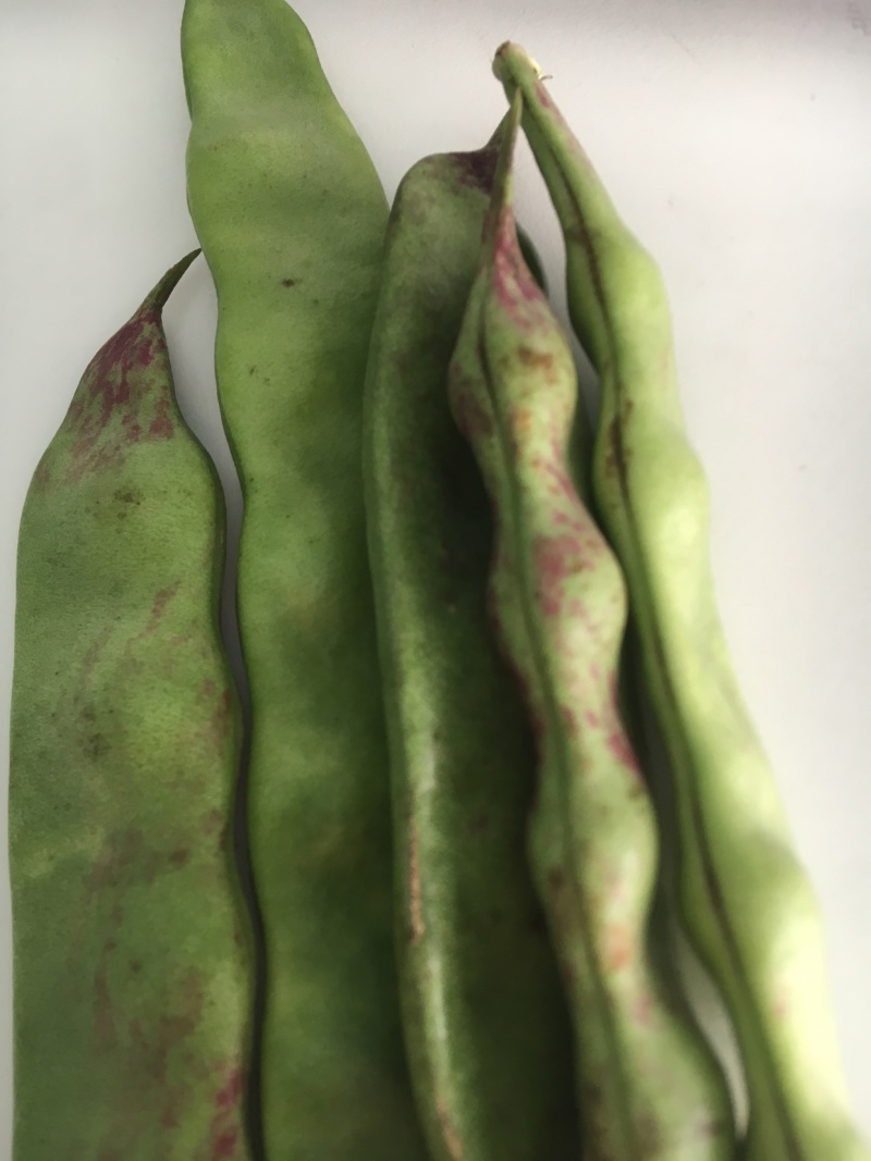 油豆角云南油豆一点红九月青大量上市基地直供一件代发