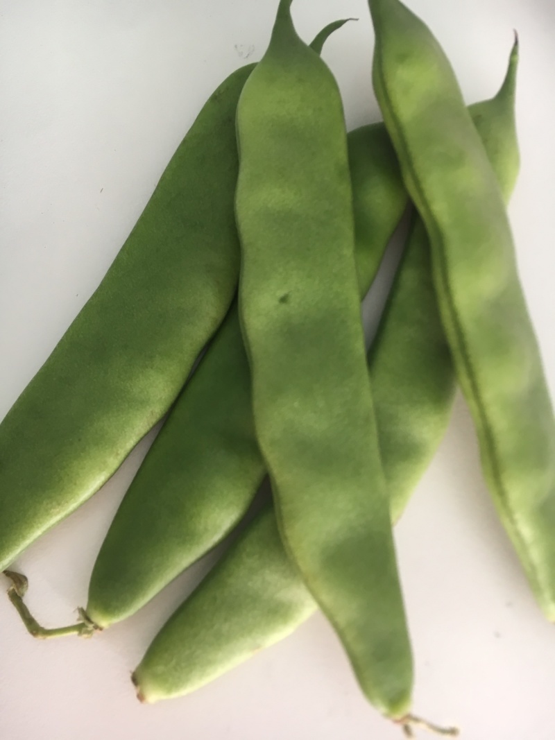 油豆角云南油豆一点红九月青大量上市基地直供一件代发