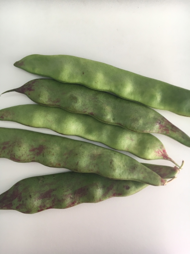 油豆角云南油豆一点红九月青大量上市基地直供一件代发