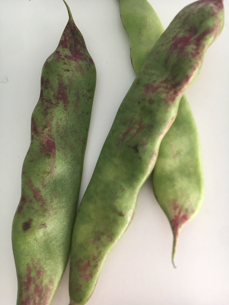 油豆角云南油豆一点红九月青大量上市基地直供一件代发
