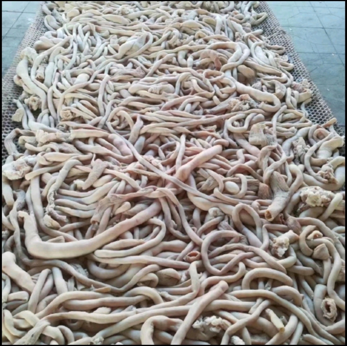 展示猪小肠在盆中被手工揉搓清洗的过程,旁边放有面粉、白醋、姜片等清洁辅料,背景为厨房操作台,光线明亮 猪小肠清洗过程特写