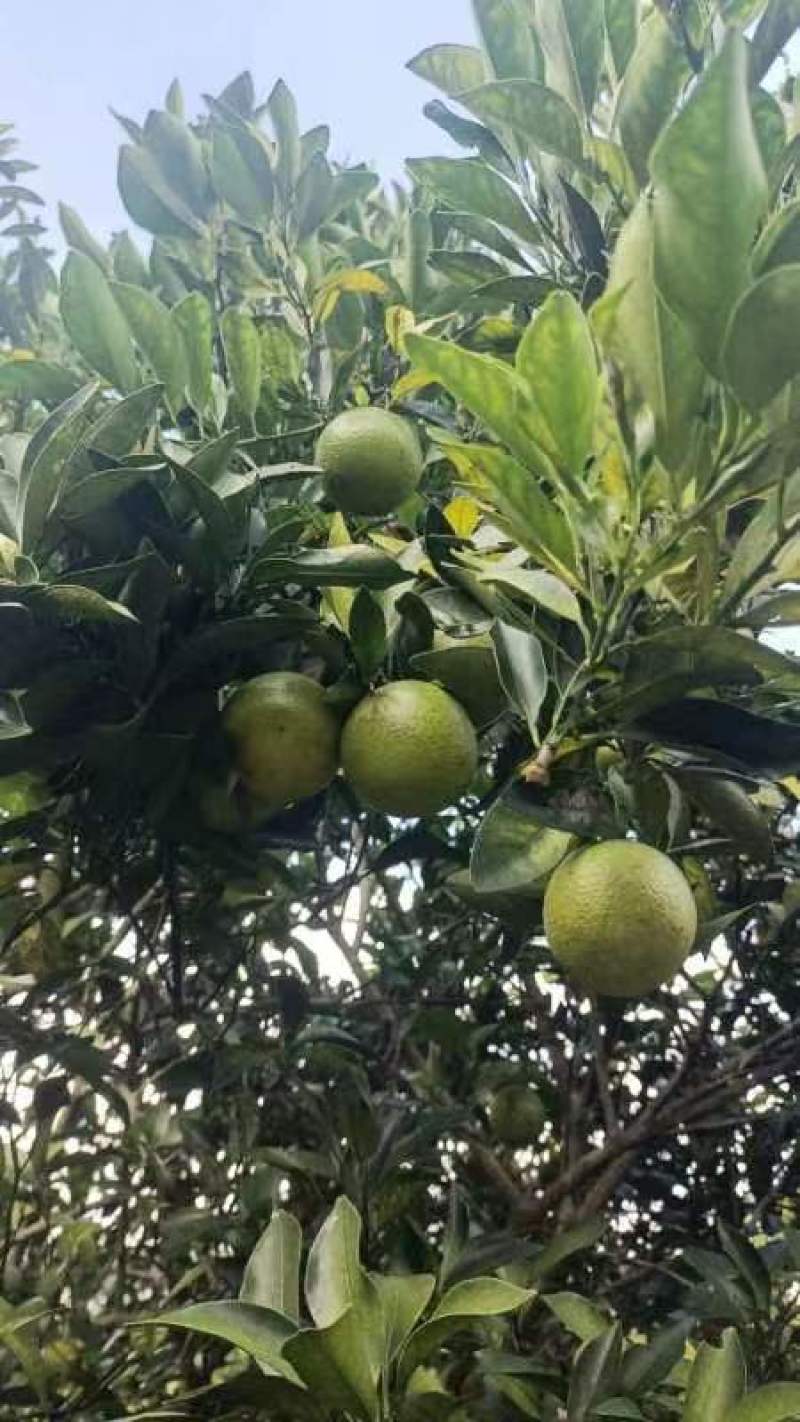 红江橙榨汁果大量有货，需要的请抓紧时间联系我！