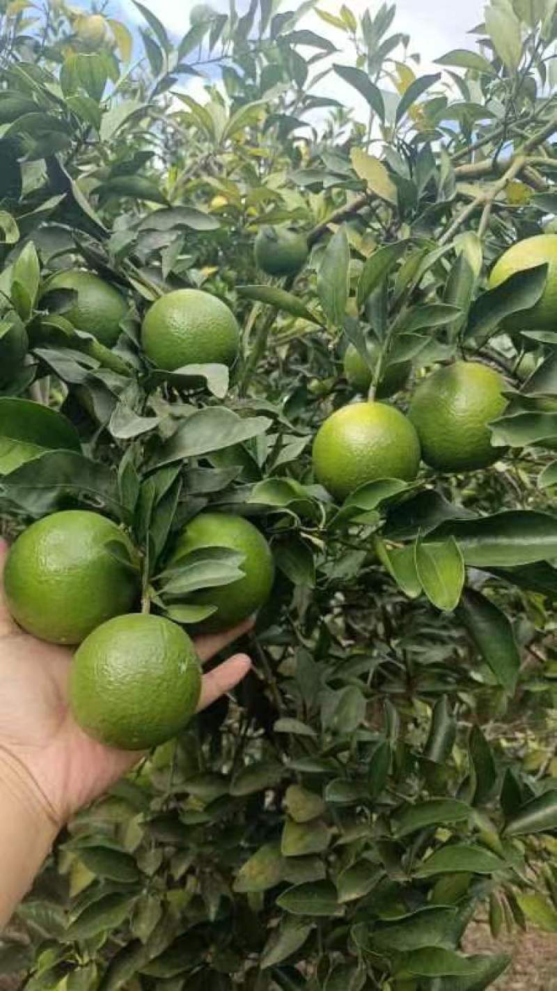 红江橙榨汁果大量有货，需要的请抓紧时间联系我！