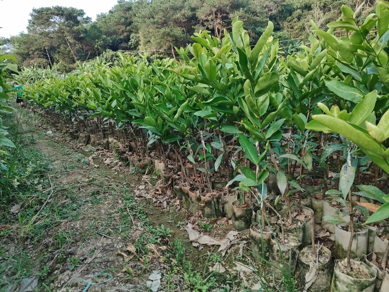 莲雾果苗批发大叶红莲雾黑糖芭比莲雾黑金刚莲雾青莲