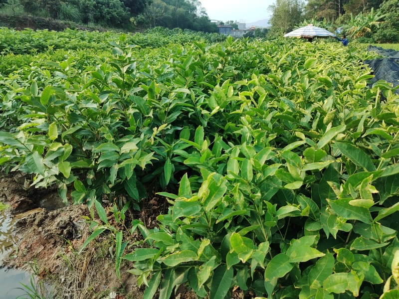 莲雾果苗批发大叶红莲雾黑糖芭比莲雾黑金刚莲雾青莲