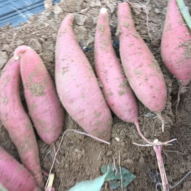 【推荐】山东西瓜红红薯供应市场商超电商量大价优