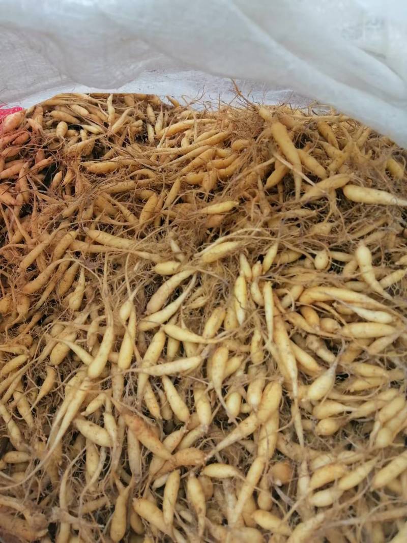 贵州太子参鲜种苗太子参种鲜货