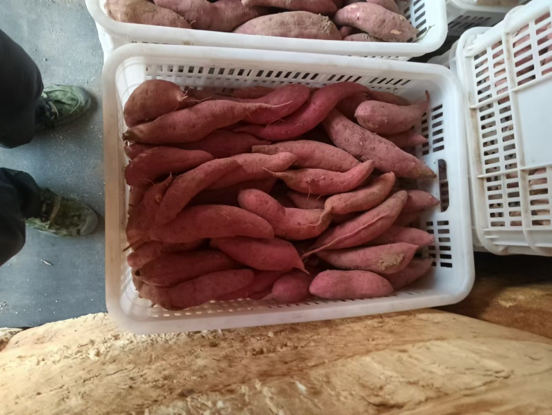 【热卖】精品西瓜红红薯山东基地直供一手货源量大价优