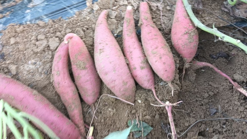 【热卖】精品西瓜红红薯山东基地直供一手货源量大价优