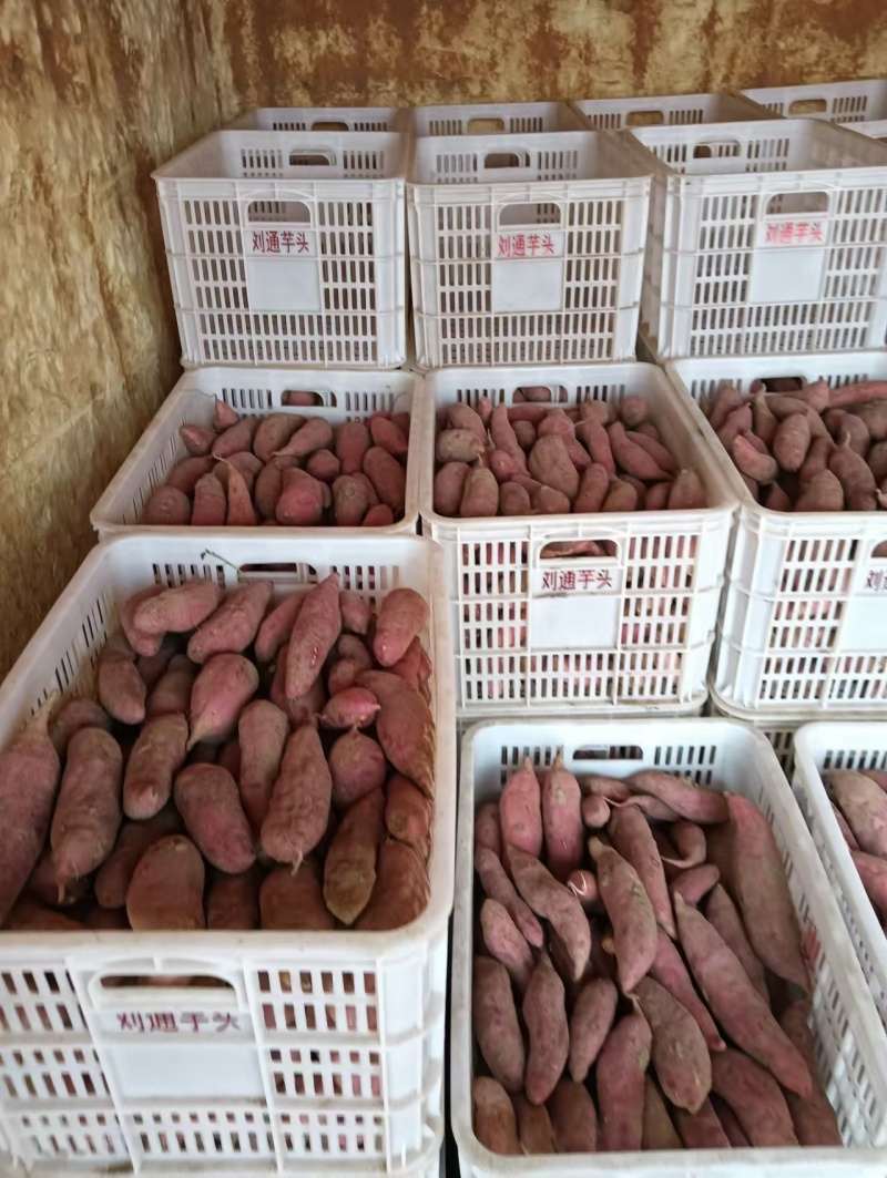 【热卖】精品西瓜红红薯山东基地直供一手货源量大价优