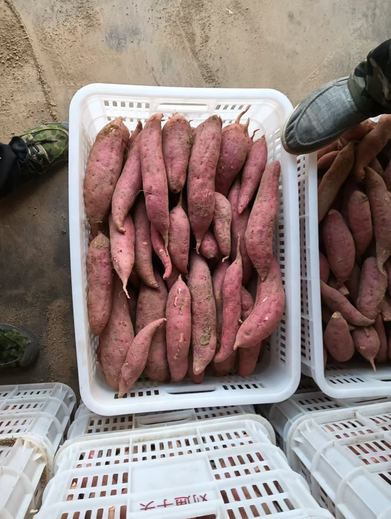 【热卖】精品西瓜红红薯山东基地直供一手货源量大价优