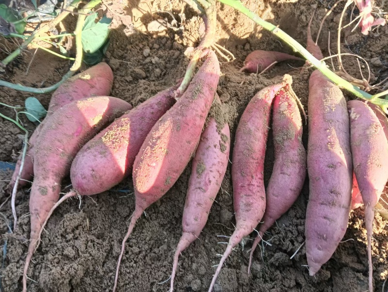 【热卖】精品西瓜红红薯山东基地直供一手货源量大价优