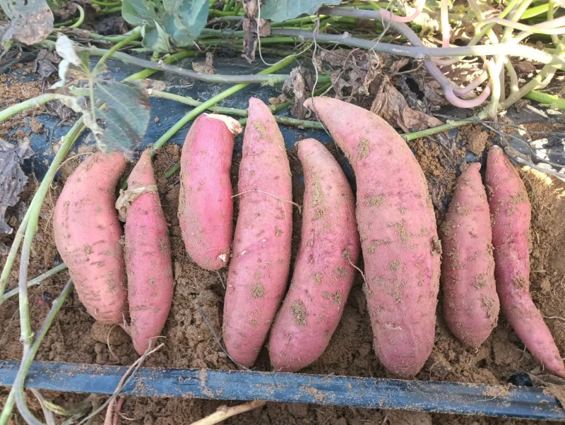【热卖】精品西瓜红红薯山东基地直供一手货源量大价优
