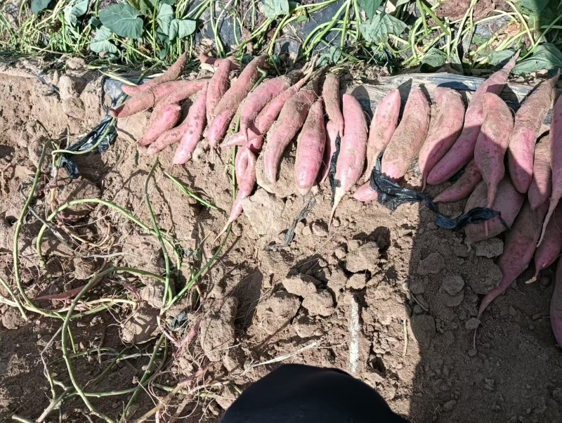 【热卖】精品西瓜红红薯山东基地直供一手货源量大价优