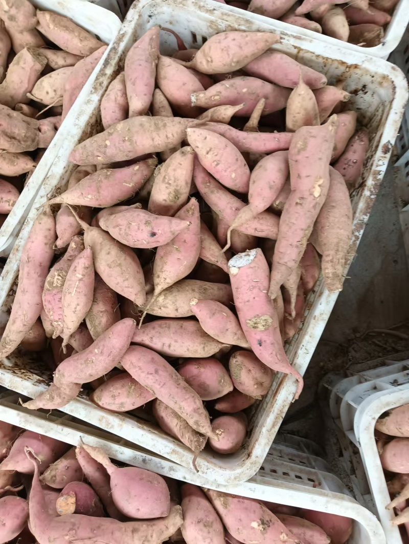 【红薯】精品烟薯25基地直供一手货源量大价优