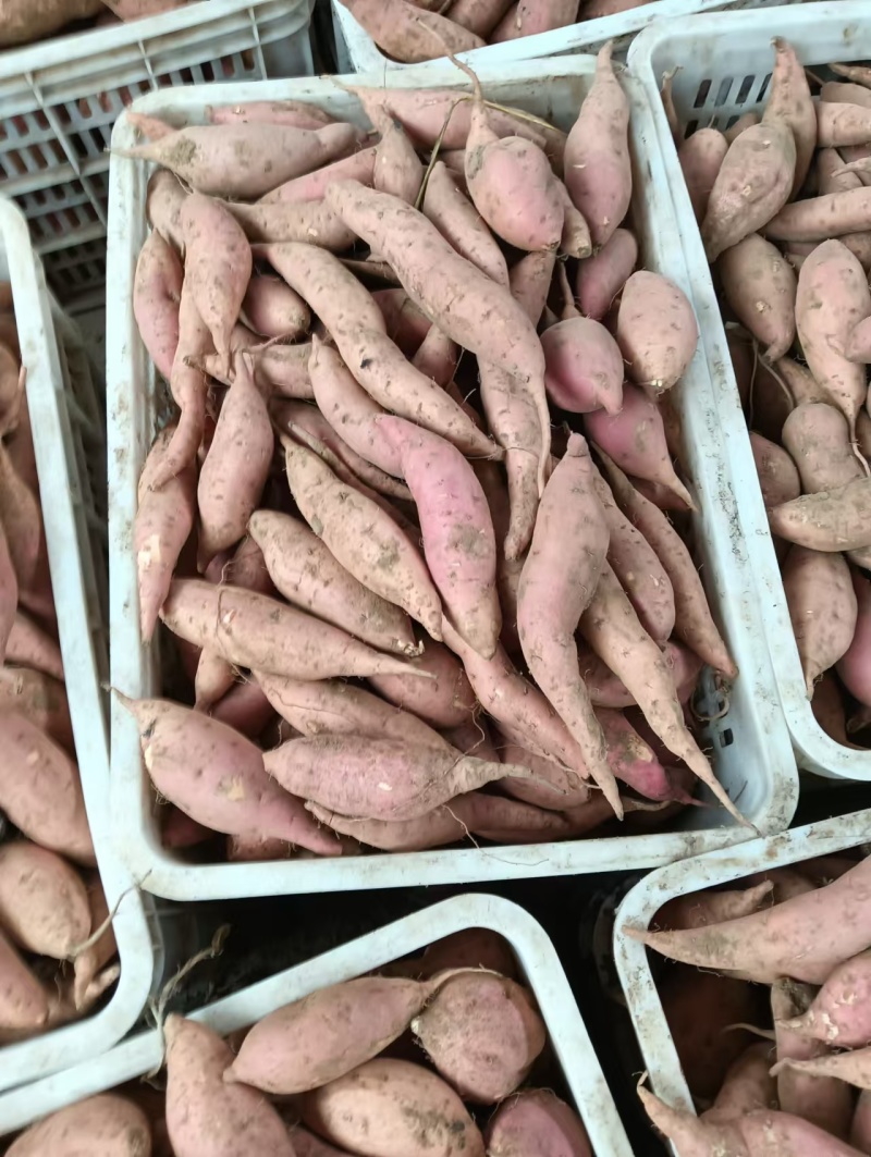 【红薯】精品烟薯25基地直供一手货源量大价优
