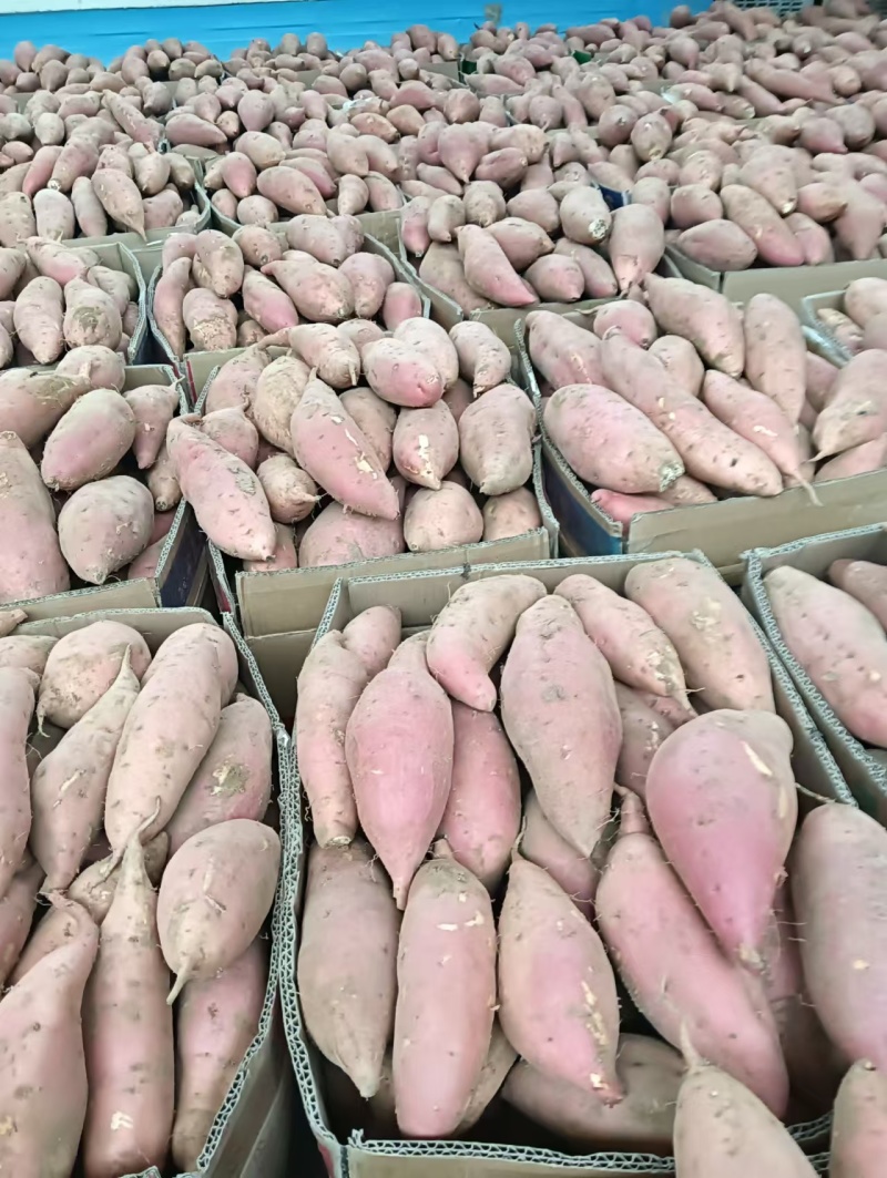 【红薯】精品烟薯25基地直供一手货源量大价优