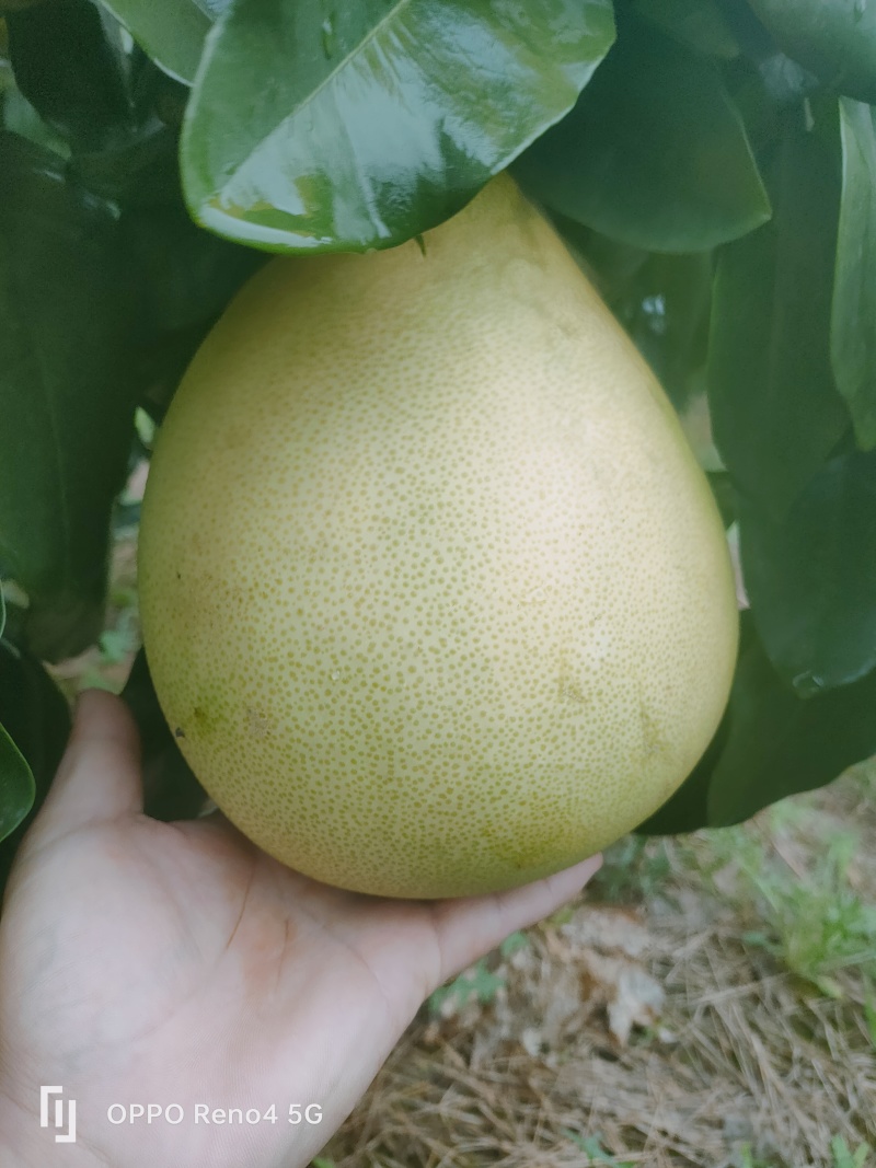 红心柚光果