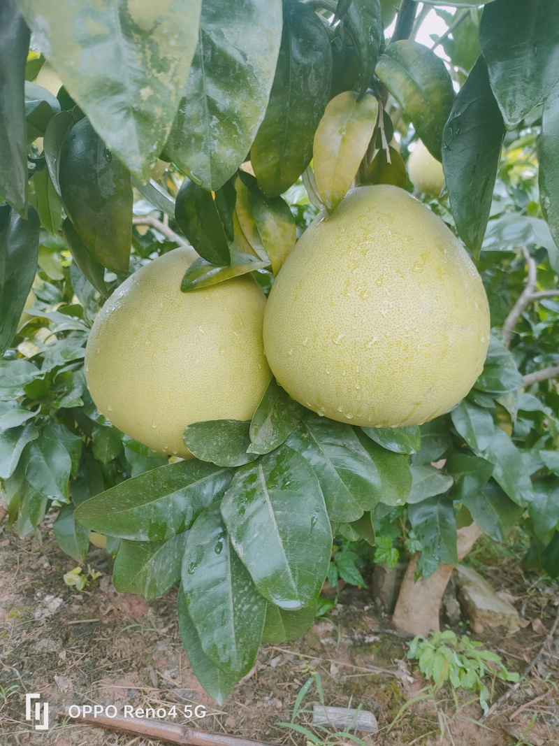 红心柚光果