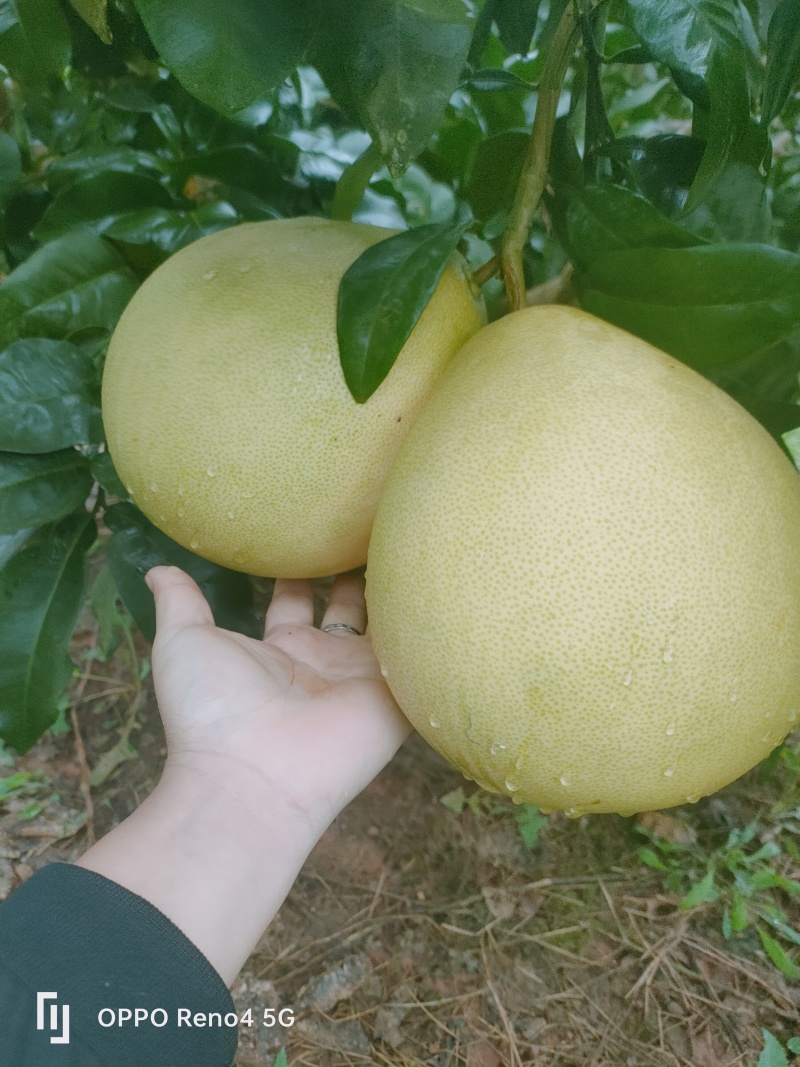 红心柚光果