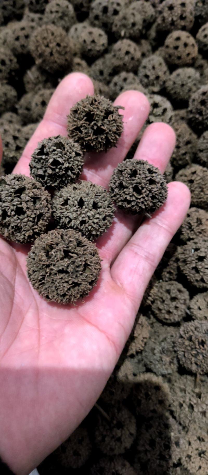 路路通枫求子枫树球质量保证批发零售各种中药材