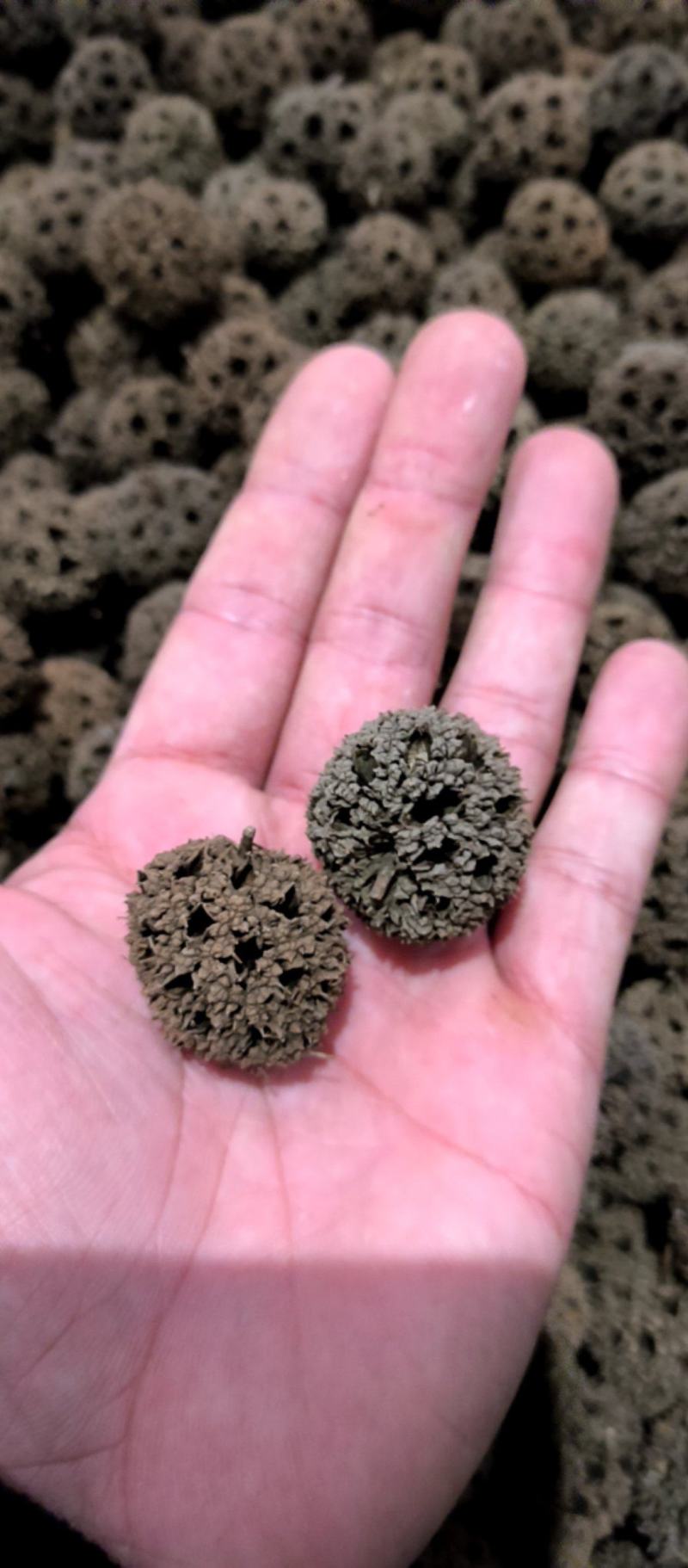 路路通枫求子枫树球质量保证批发零售各种中药材
