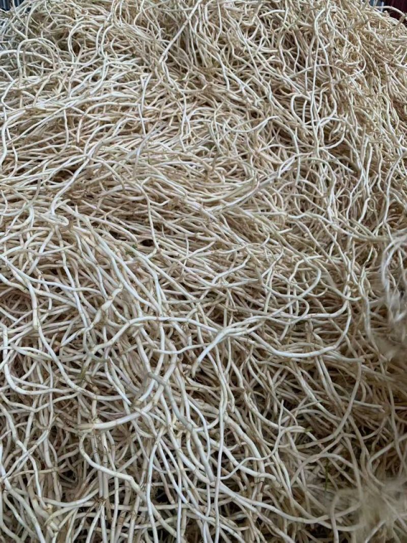 基地源头货，长期稳定大量货源，支持全国发货，品质保证