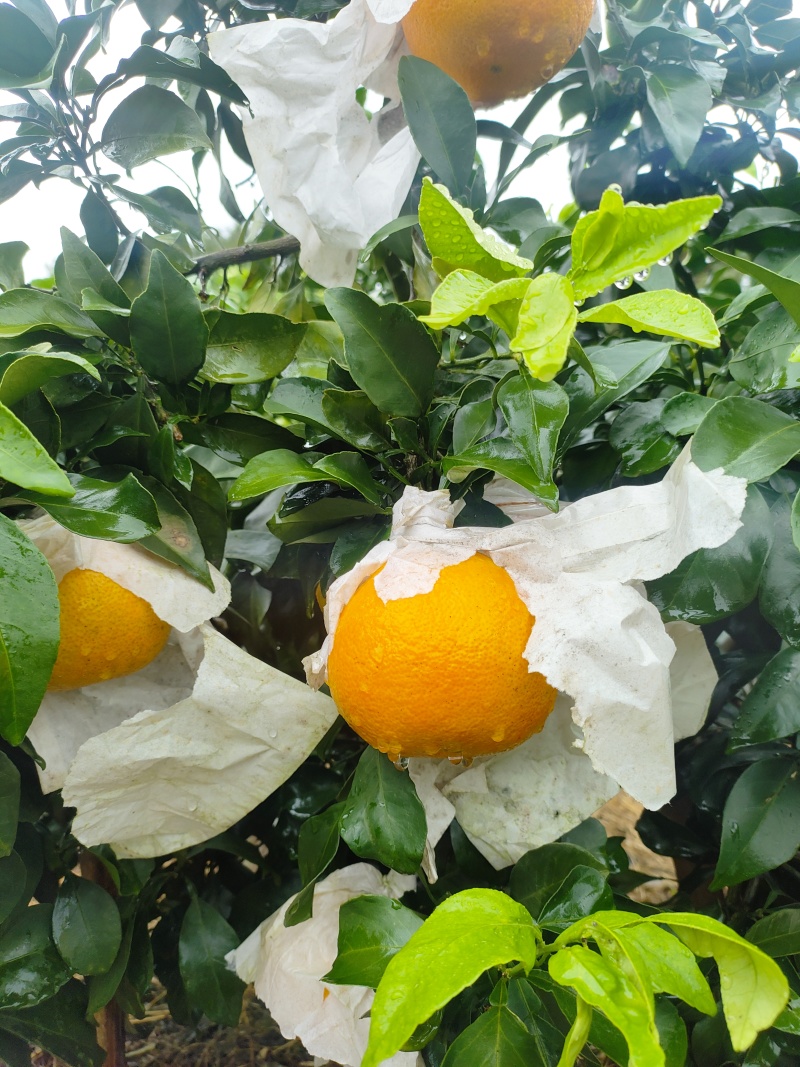 果冻橙