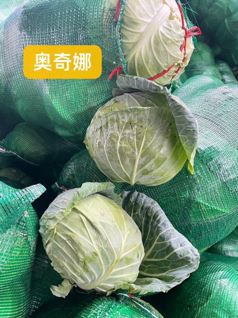 种植基地一手货源供应京丰一号、奥奇娜、等品种包菜