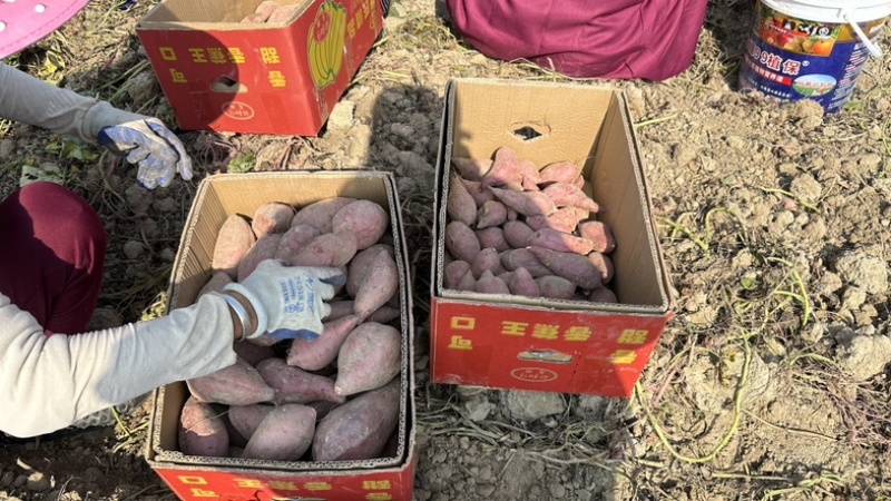 红薯一手货源产地直销可视频看货！质量保证