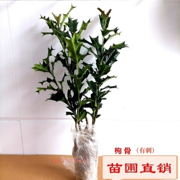 有刺枸骨树苗老鼠刺八角刺狗骨球耐寒绿植盆栽四季野生树桩盆景