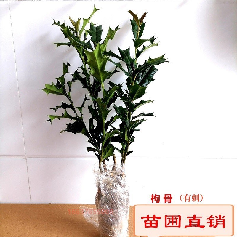 有刺枸骨树苗老鼠刺八角刺狗骨球耐寒绿植盆栽四季野生树桩盆景