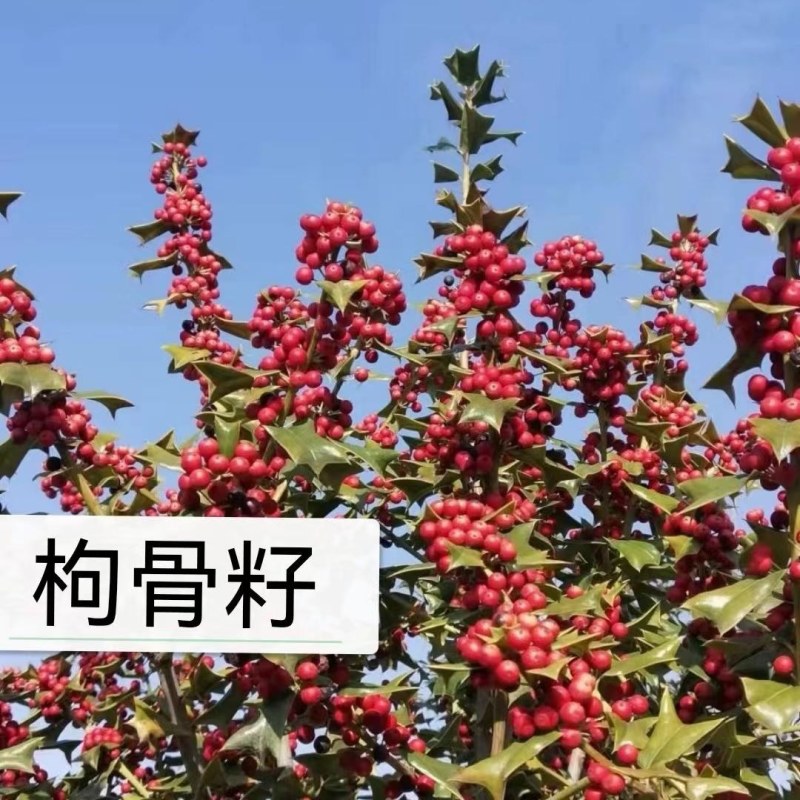 有刺枸骨树苗老鼠刺八角刺狗骨球耐寒绿植盆栽四季野生树桩盆景