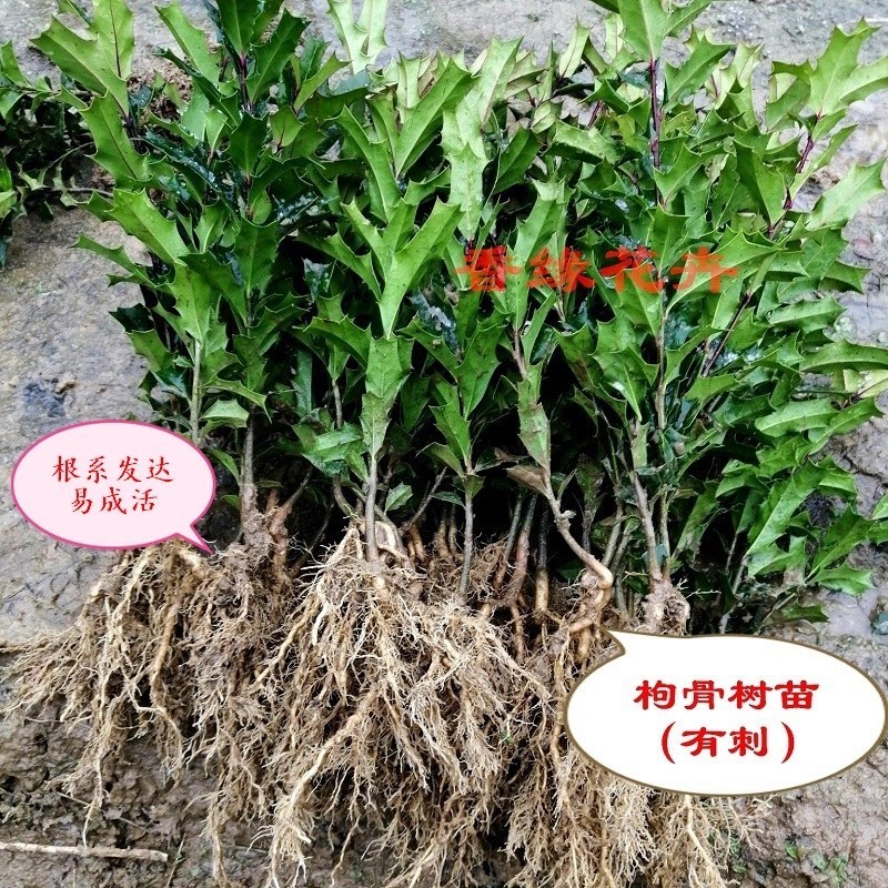 有刺枸骨树苗老鼠刺八角刺狗骨球耐寒绿植盆栽四季野生树桩盆景