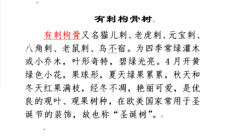 有刺枸骨树苗老鼠刺八角刺狗骨球耐寒绿植盆栽四季野生树桩盆景