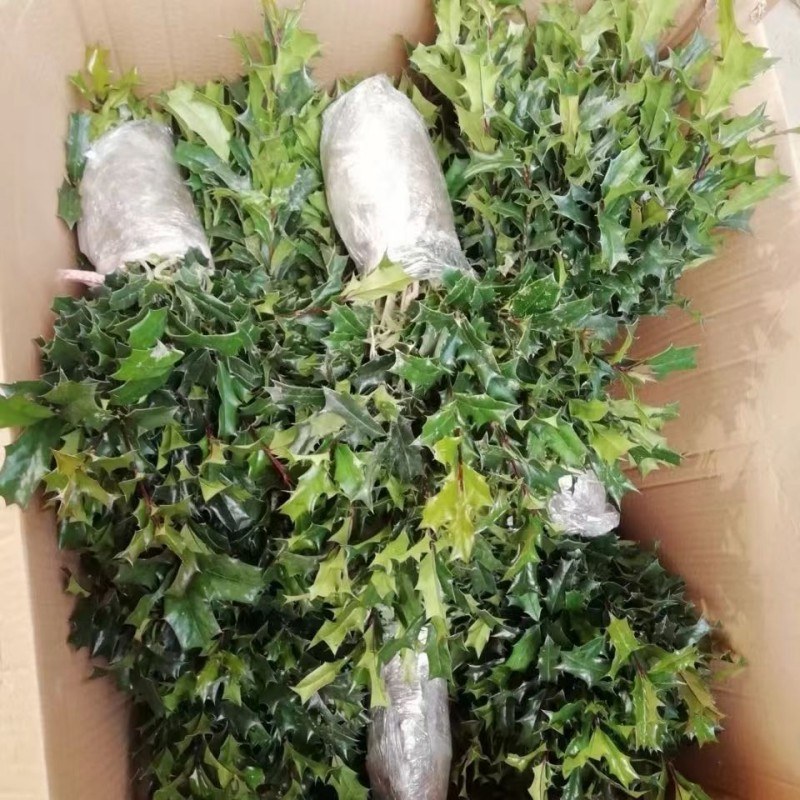 有刺枸骨树苗老鼠刺八角刺狗骨球耐寒绿植盆栽四季野生树桩盆景