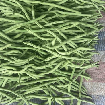 精品无丝豆已大量有货，电商供货，基地直发。