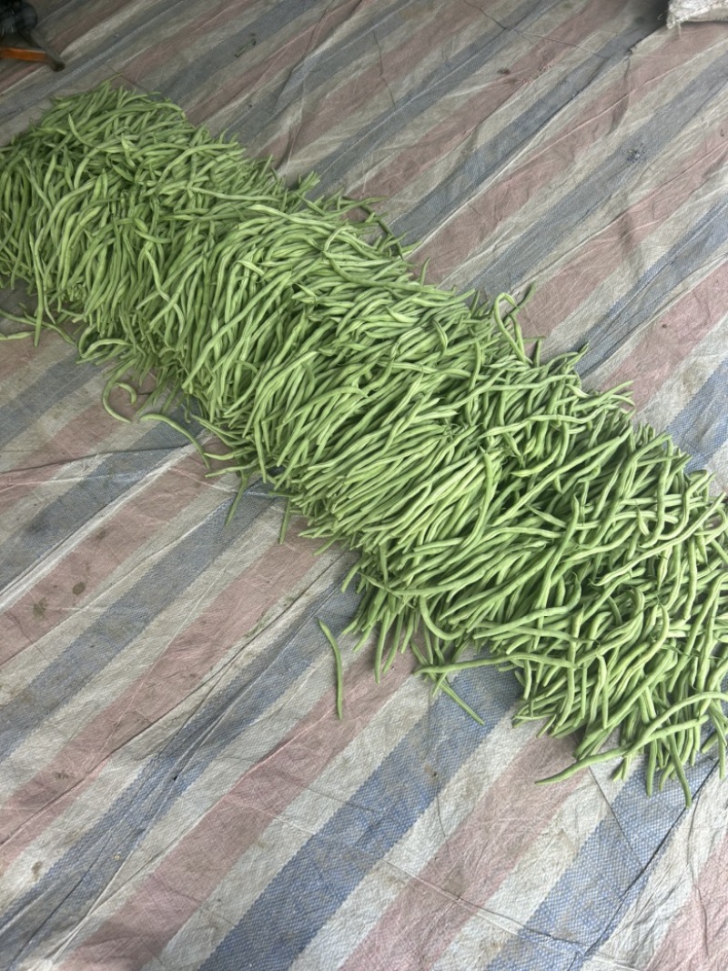 精品无丝豆已大量有货，电商供货，基地直发。