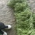 精品无丝豆已大量有货，电商供货，基地直发。